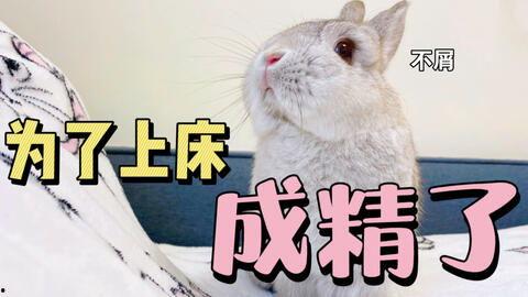 兔子吃瓜娱乐,揭秘娱乐圈的趣味瞬间